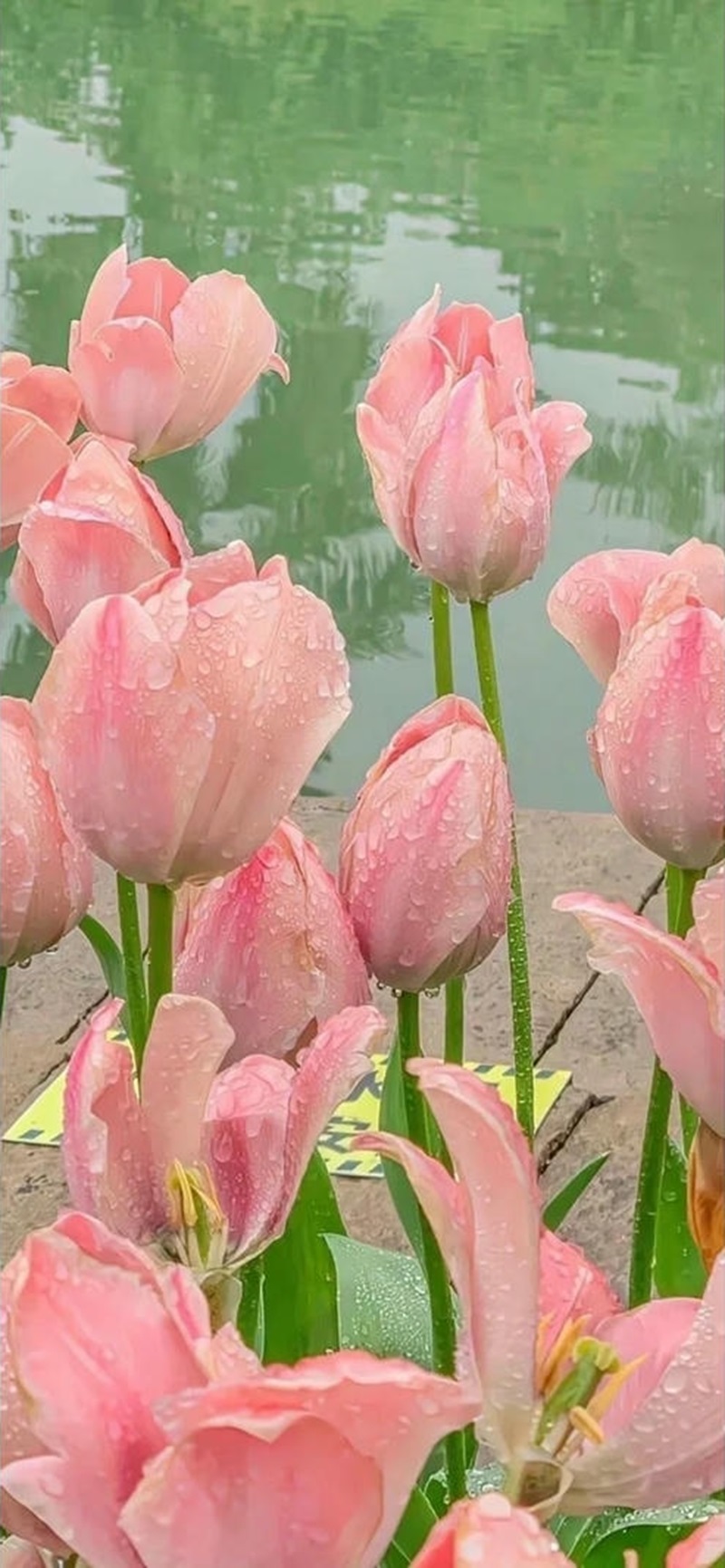 ảnh bìa hoa tulip