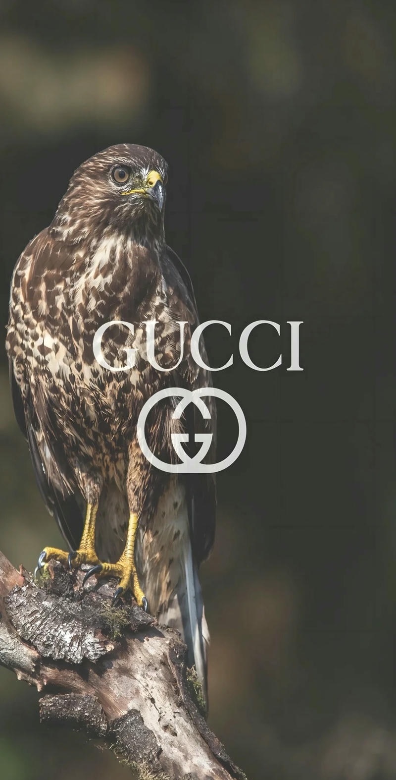 ảnh gucci nền đen