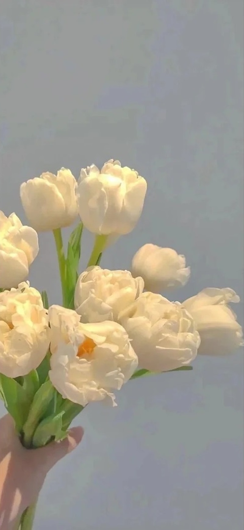 ảnh hoa tulip sáng