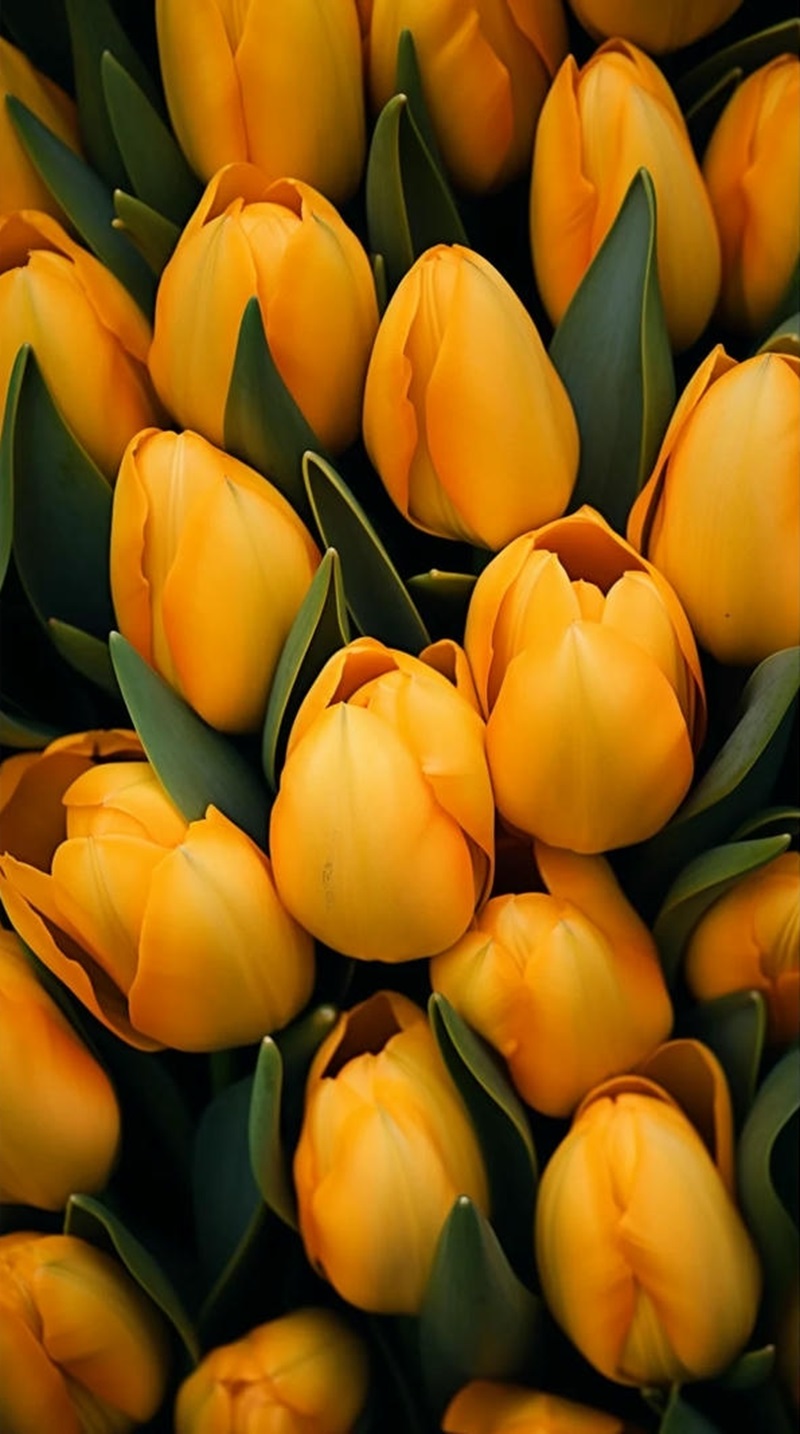 hình ảnh hoa tulip hồng