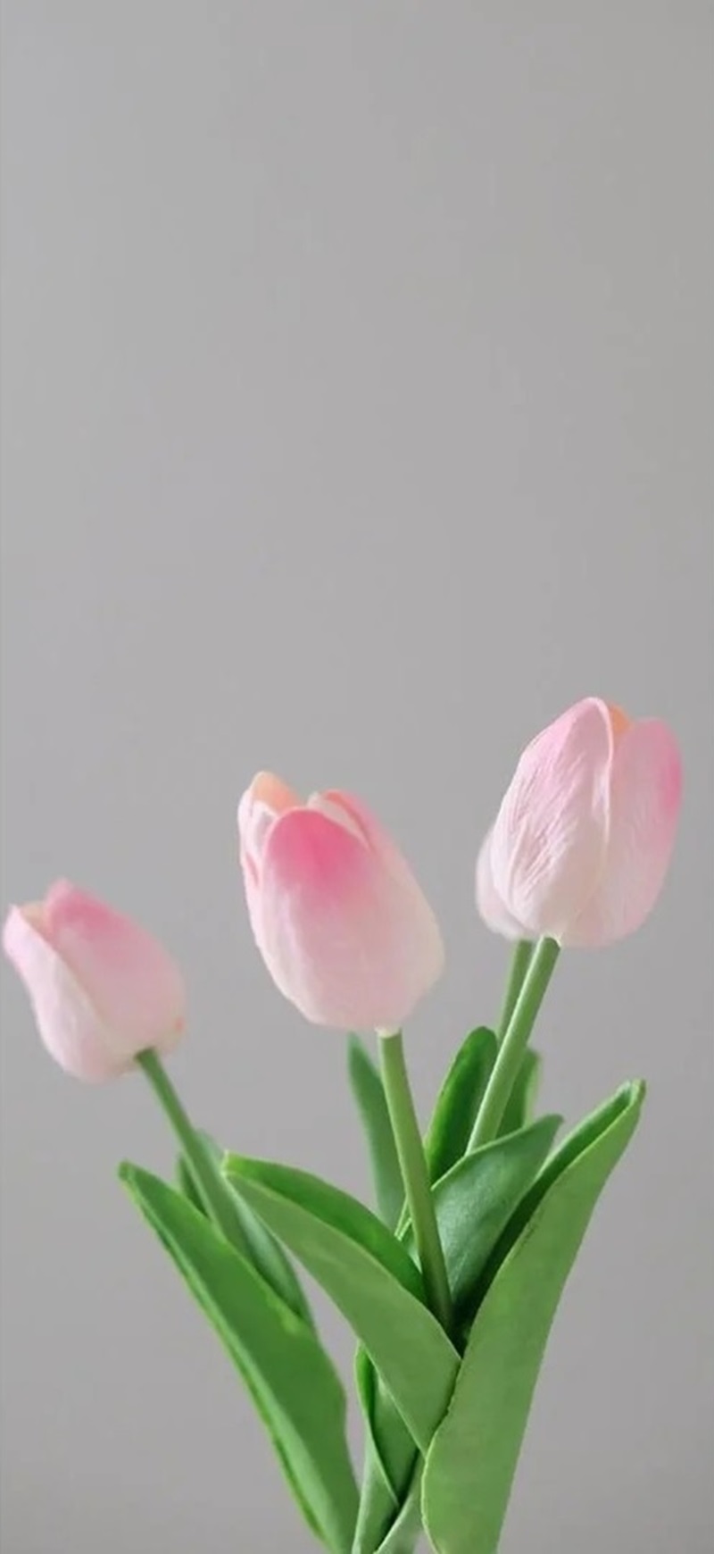 hình ảnh hoa tulip trắng