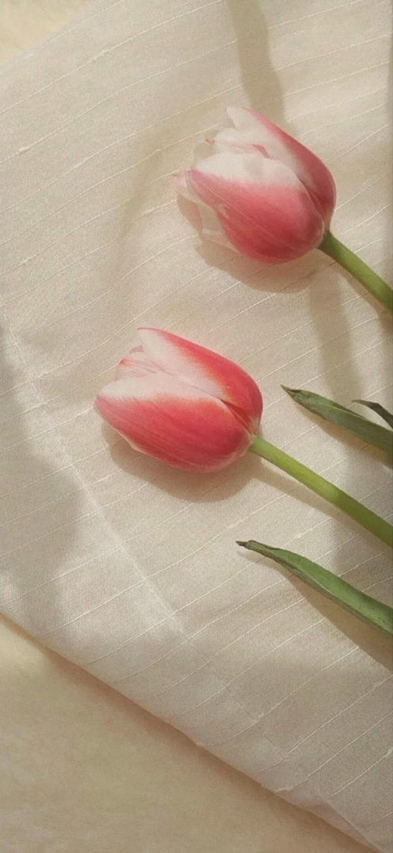 hình hoa tulip