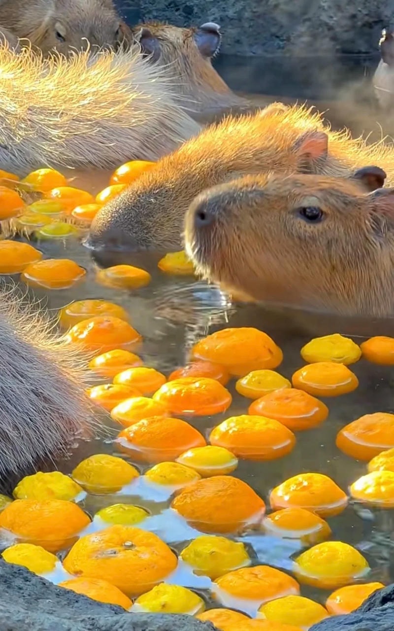 hình nền capybara