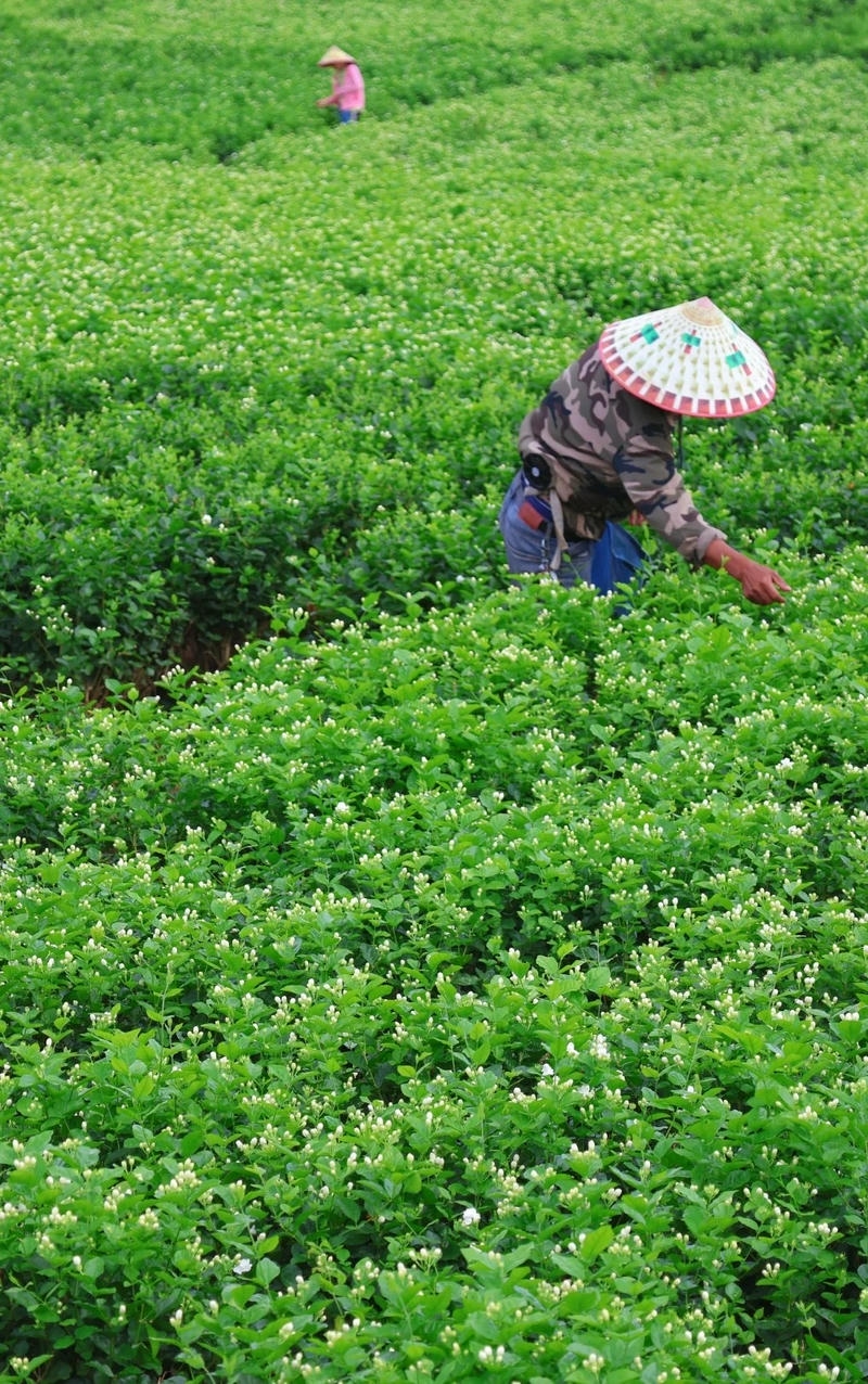 hình nền điện thoại hoa nhài