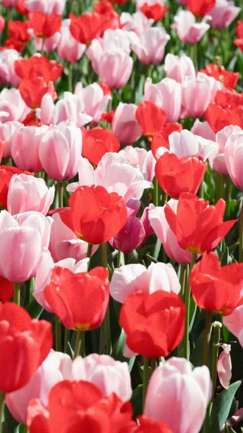 hình nền đt hoa tulip