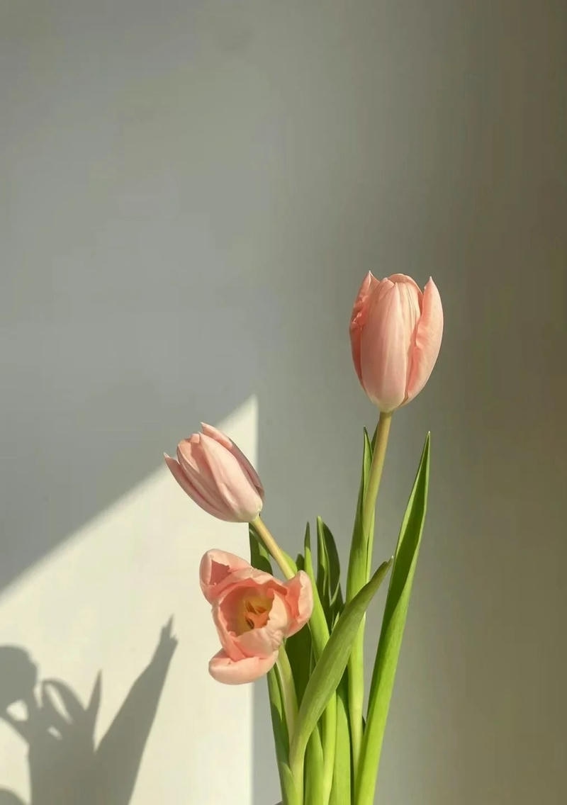 hình nền hoa tulip chill