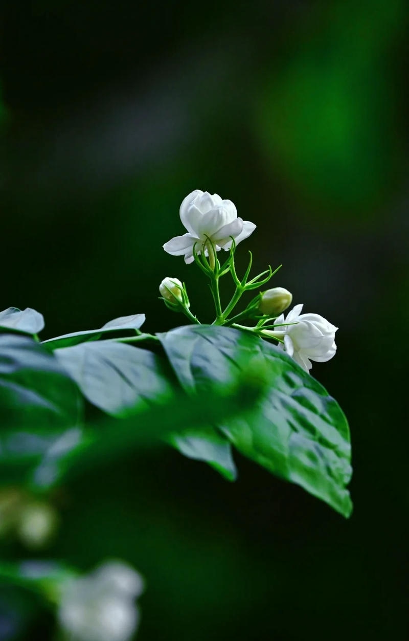 hoa nhài hình nền