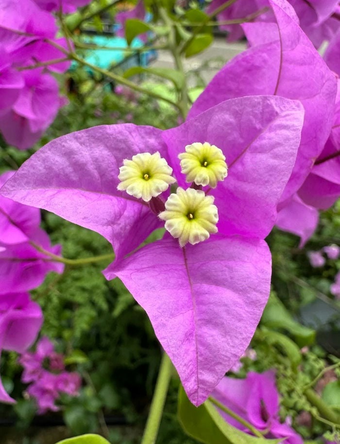 ảnh bông hoa giấy tím