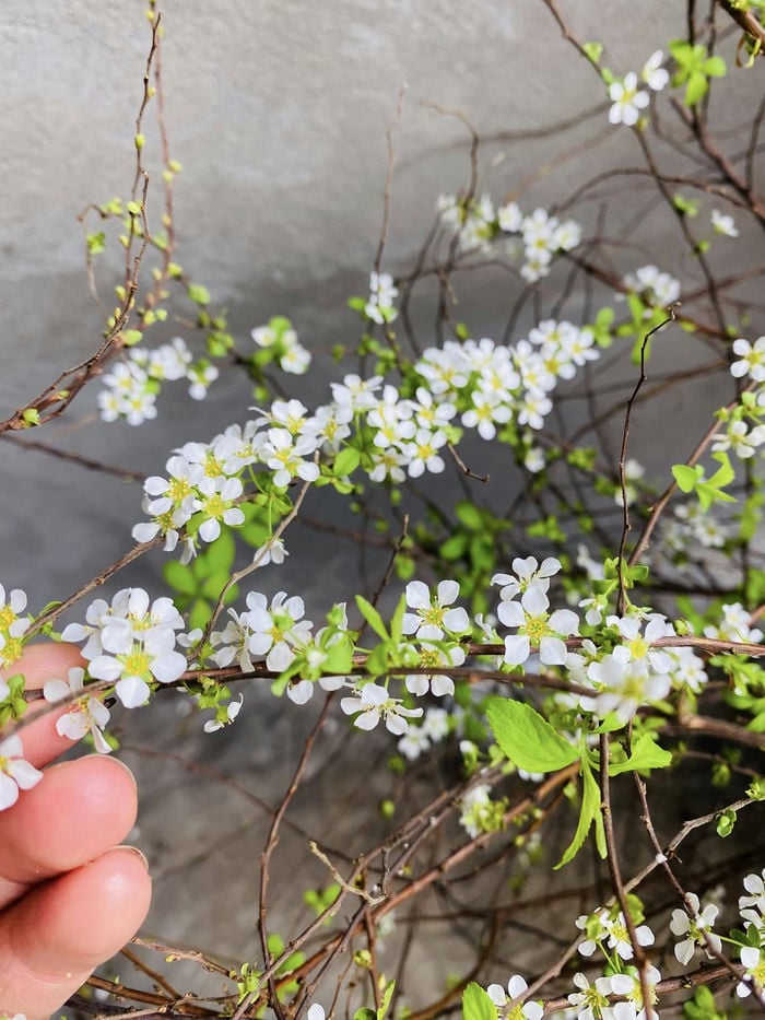 ảnh bông hoa tuyết mai nở trắng