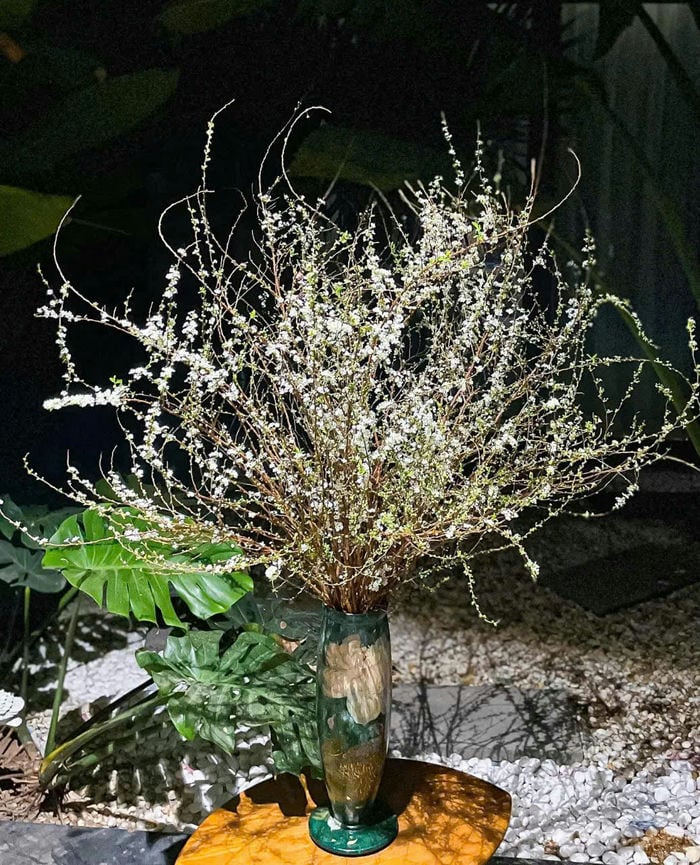 ảnh cây hoa tuyết mai