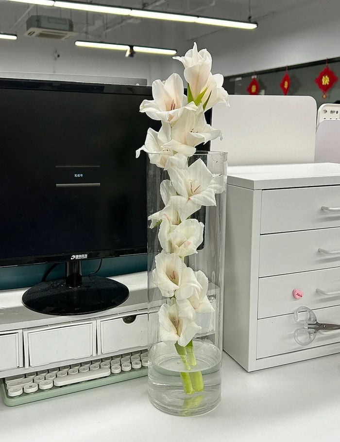 ảnh hoa lay ơn trắng dài