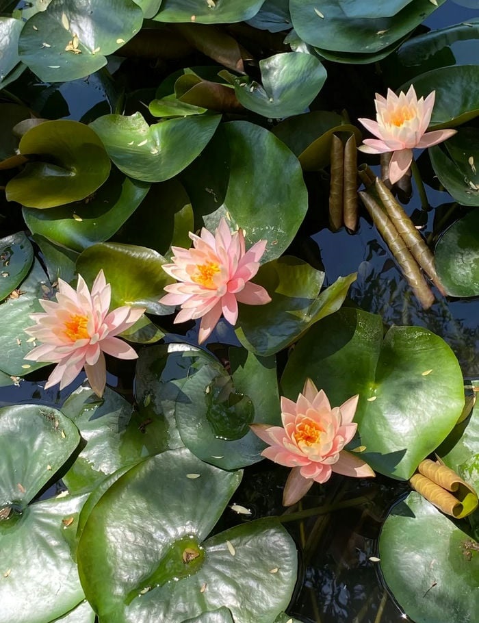ảnh hoa súng màu hồng đẹp