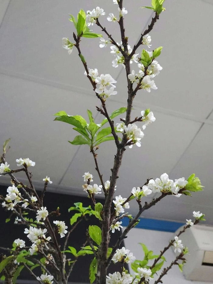 ảnh hoa tuyết mai nở