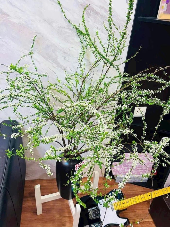 ảnh hoa tuyết mai trang trí