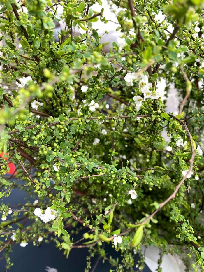 ảnh hoa tuyết mai xinh