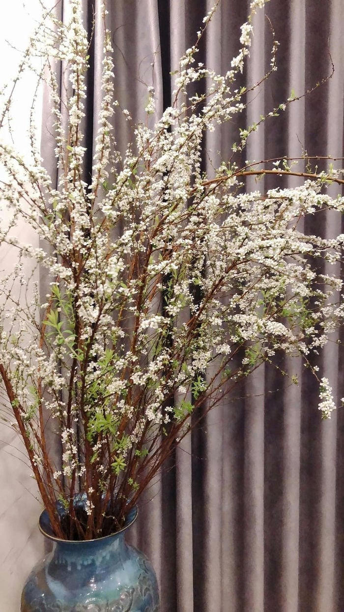 ảnh lọ hoa tuyết mai tại nhà