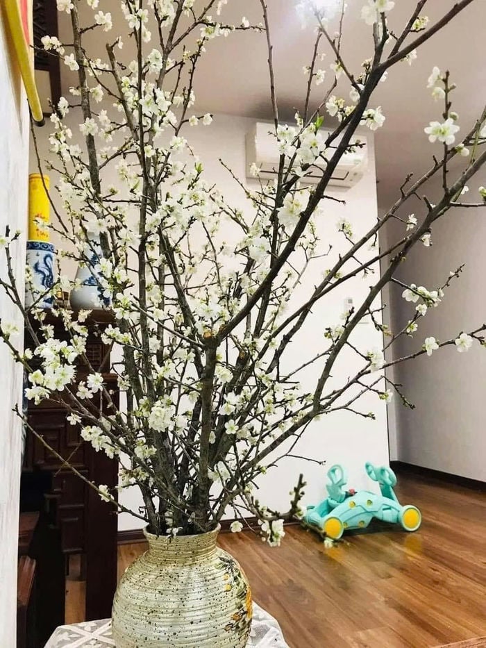 ảnh lọ hoa tuyết mai