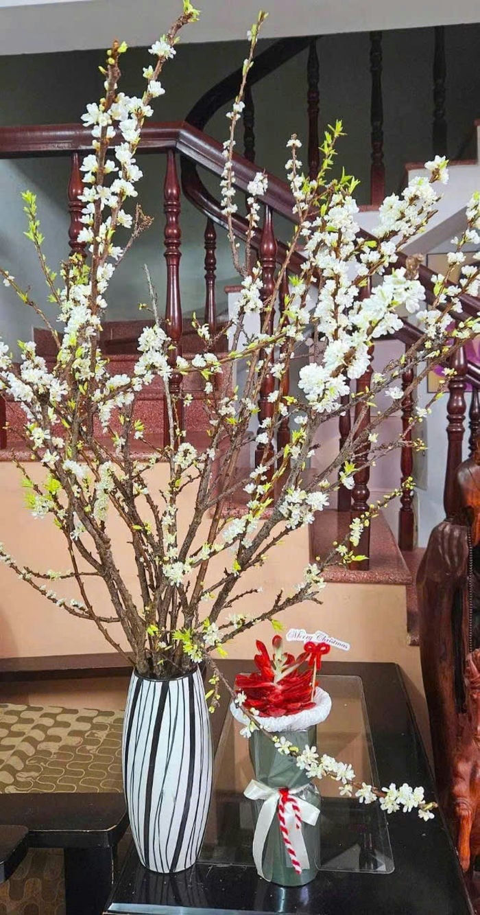 ảnh một lọ tuyết mai