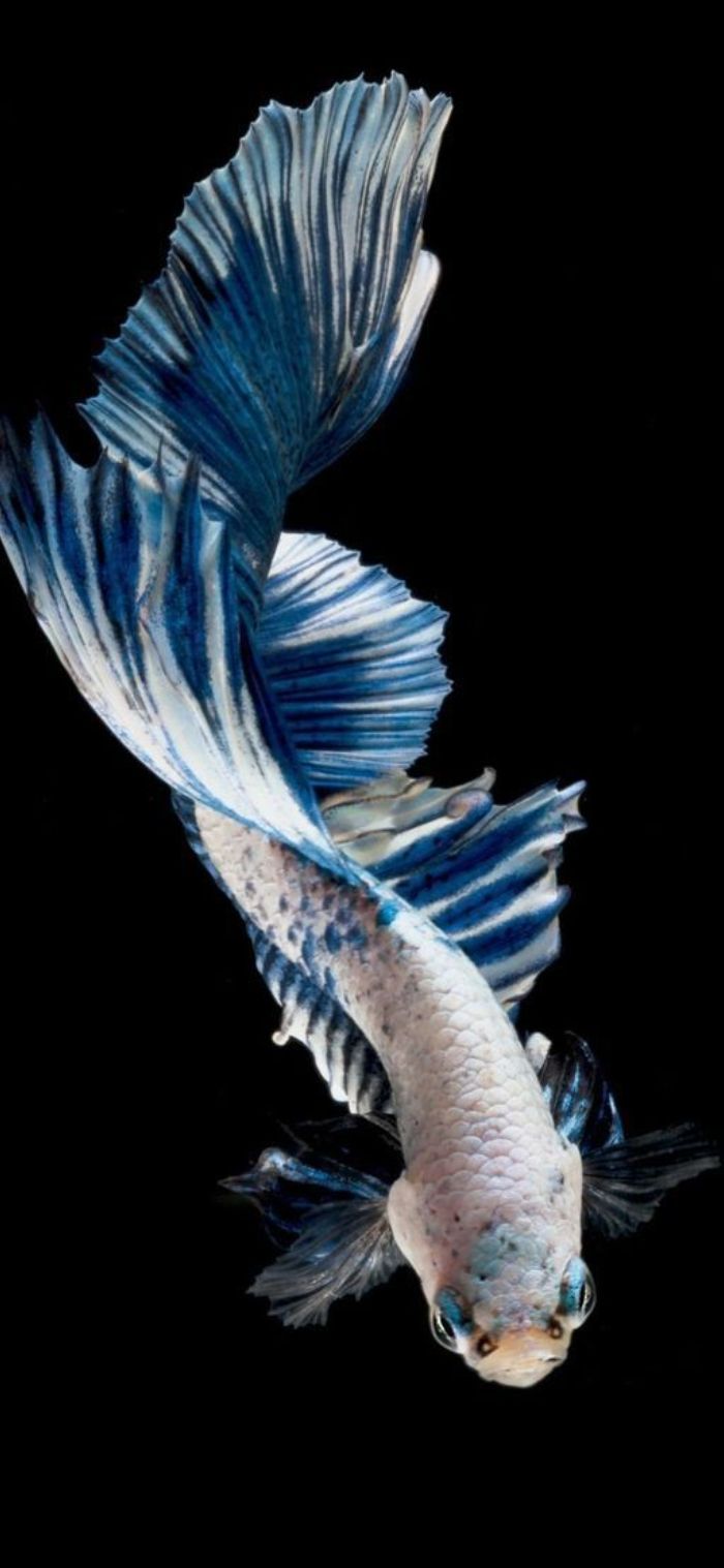 betta rồng hình nền cá betta đẹp nhất