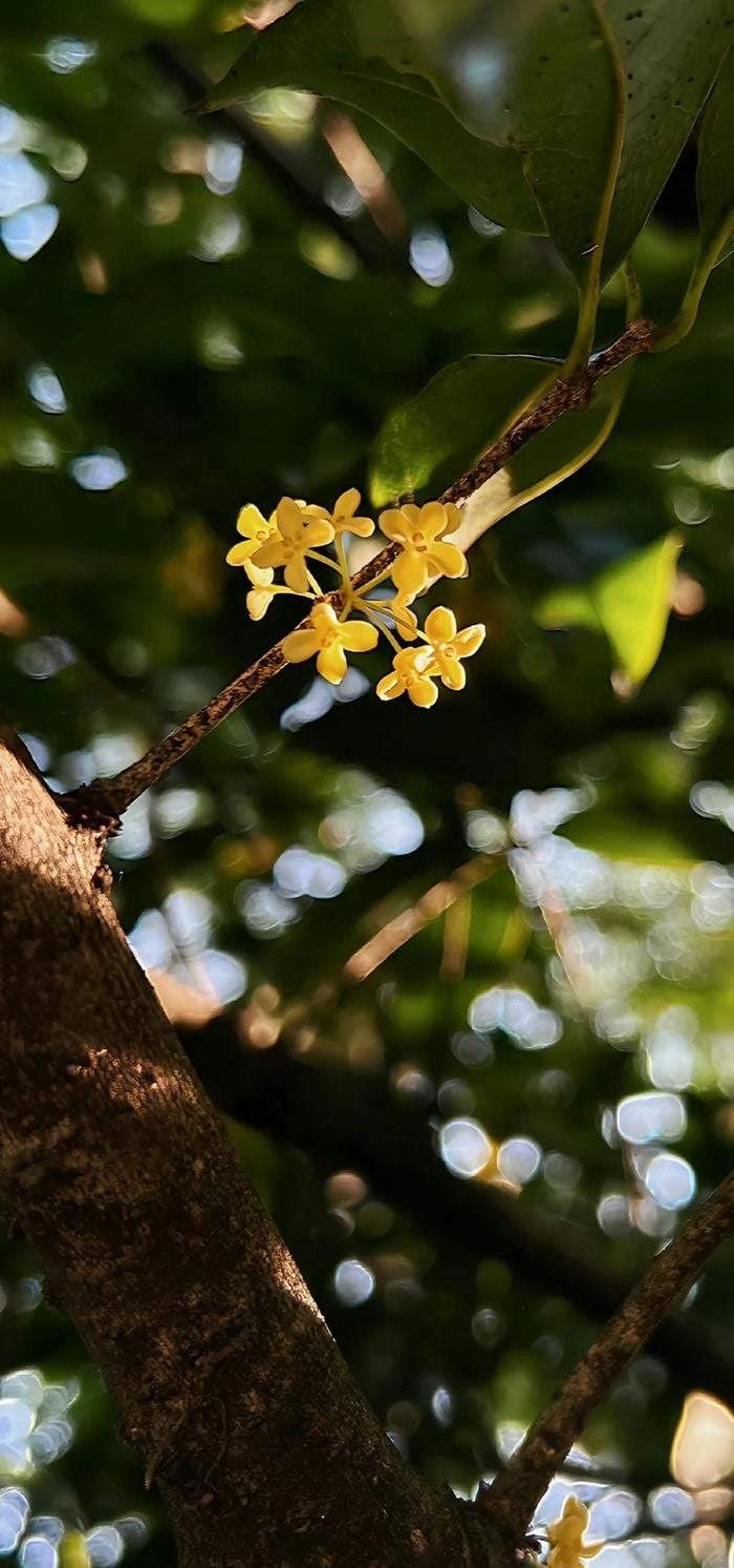 các hình nền đẹp