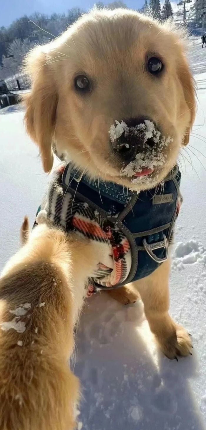 con chó cute selfie