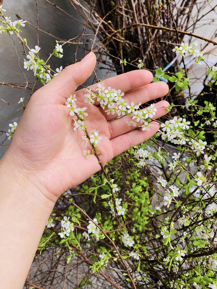 hình ảnh bông hoa tuyết mai