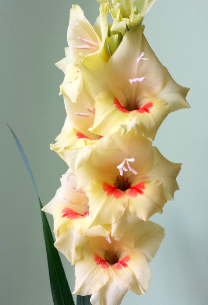 hình ảnh cành hoa lay ơn hồng vàng