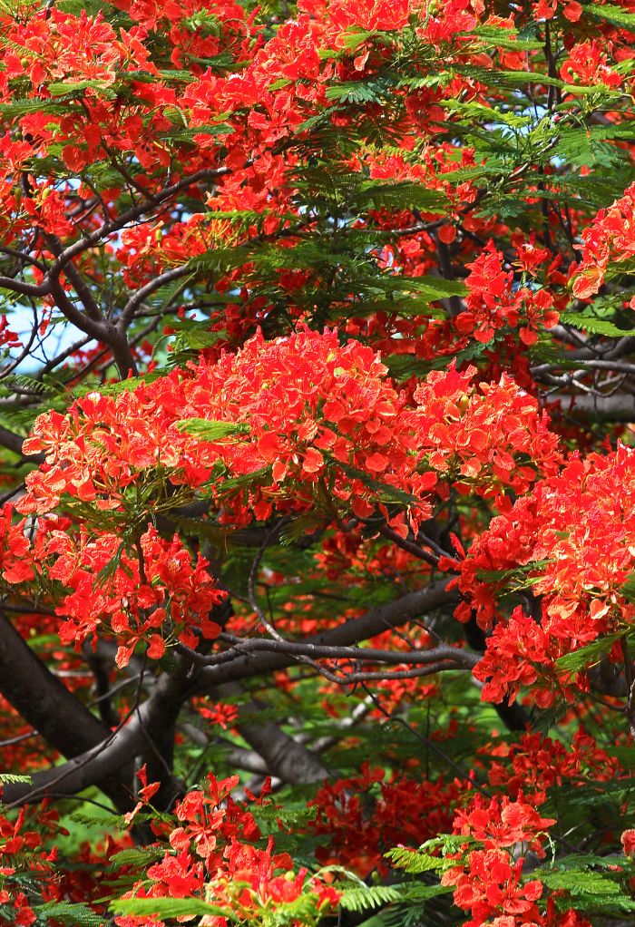 hình ảnh hoa phượng vĩ