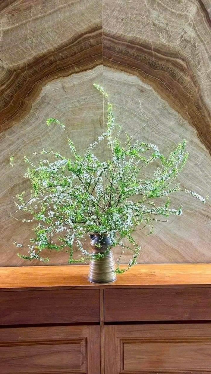 hình ảnh hoa tuyết mai