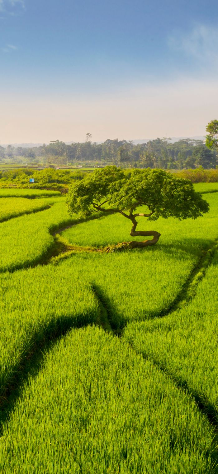 hình nền cảnh đồng quê