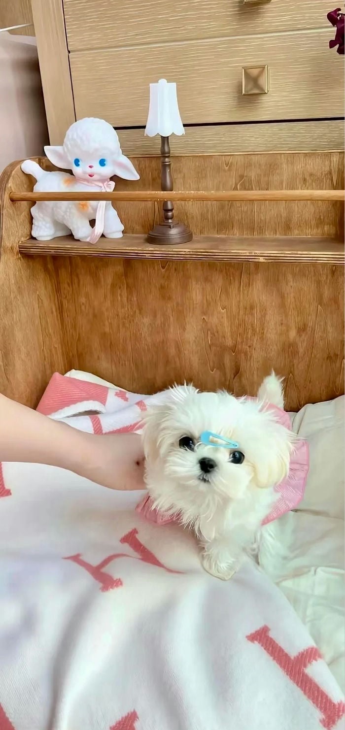 hình nền con chó puppy yêu