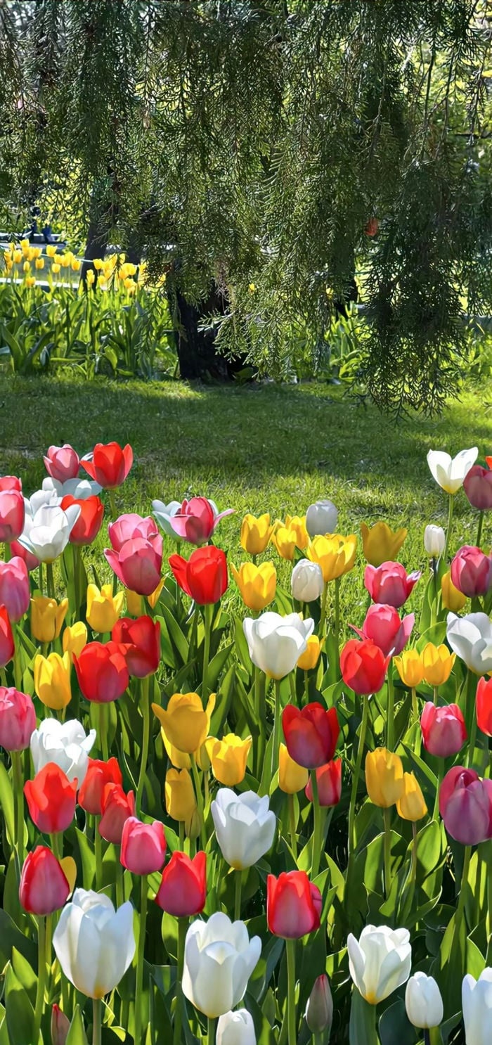 hình nền điện thoại hoa đẹp tulip