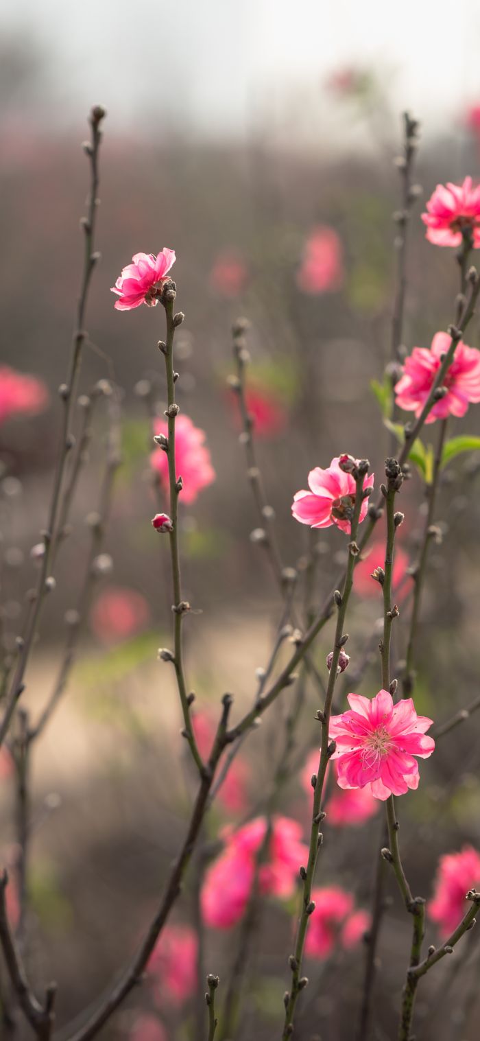 hình nền hoa đào mùa xuân