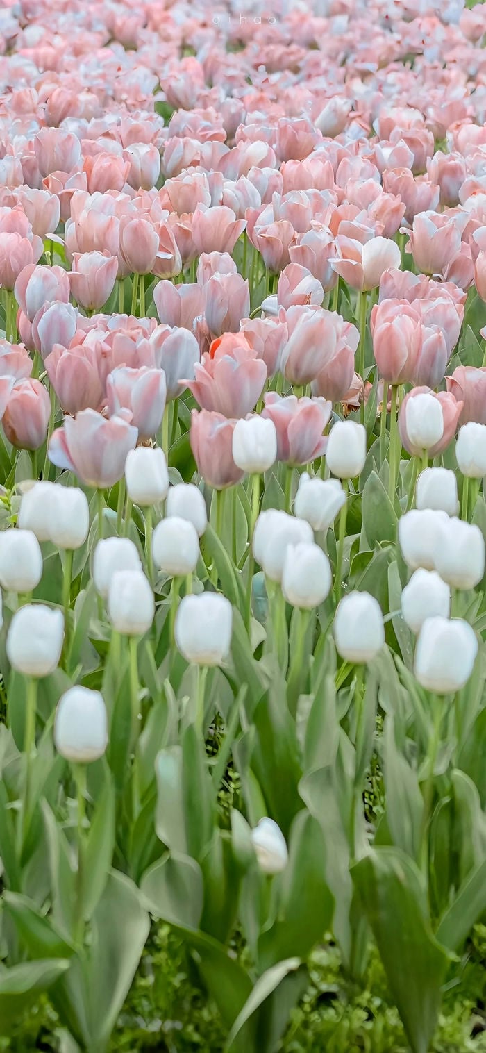 hình nền hoa tulip cho điện thoại