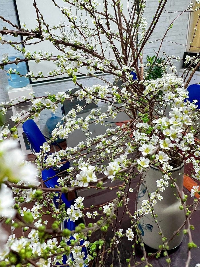 hoa tuyết mai trang trí