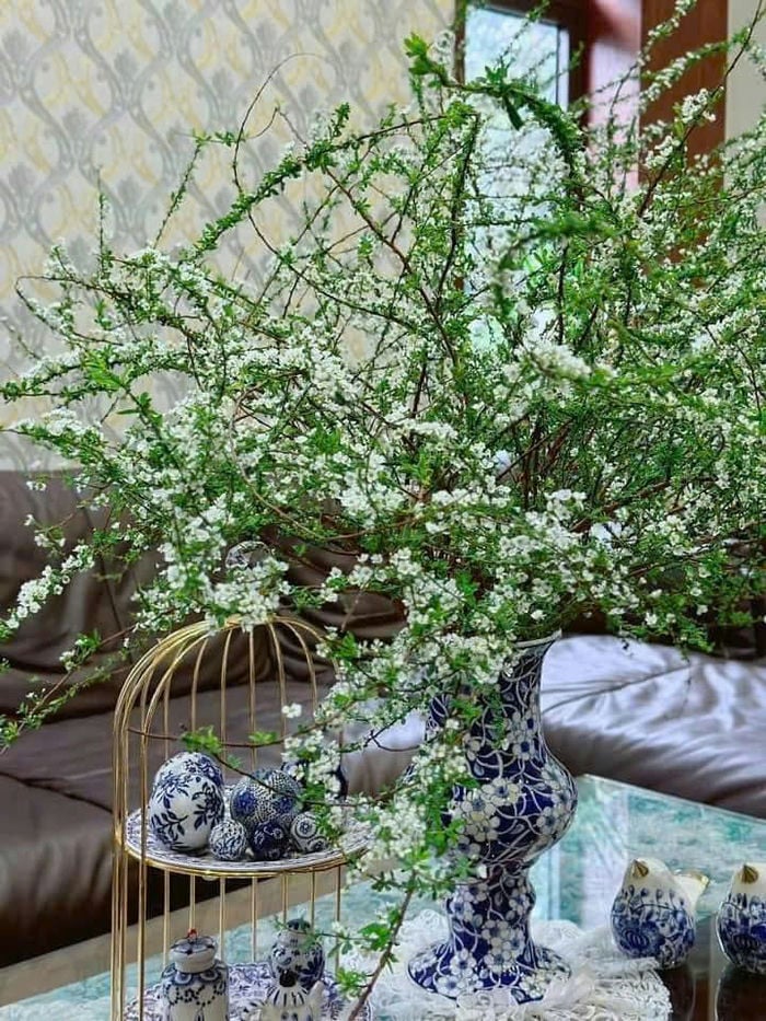 lọ hoa tuyết mai trang trí