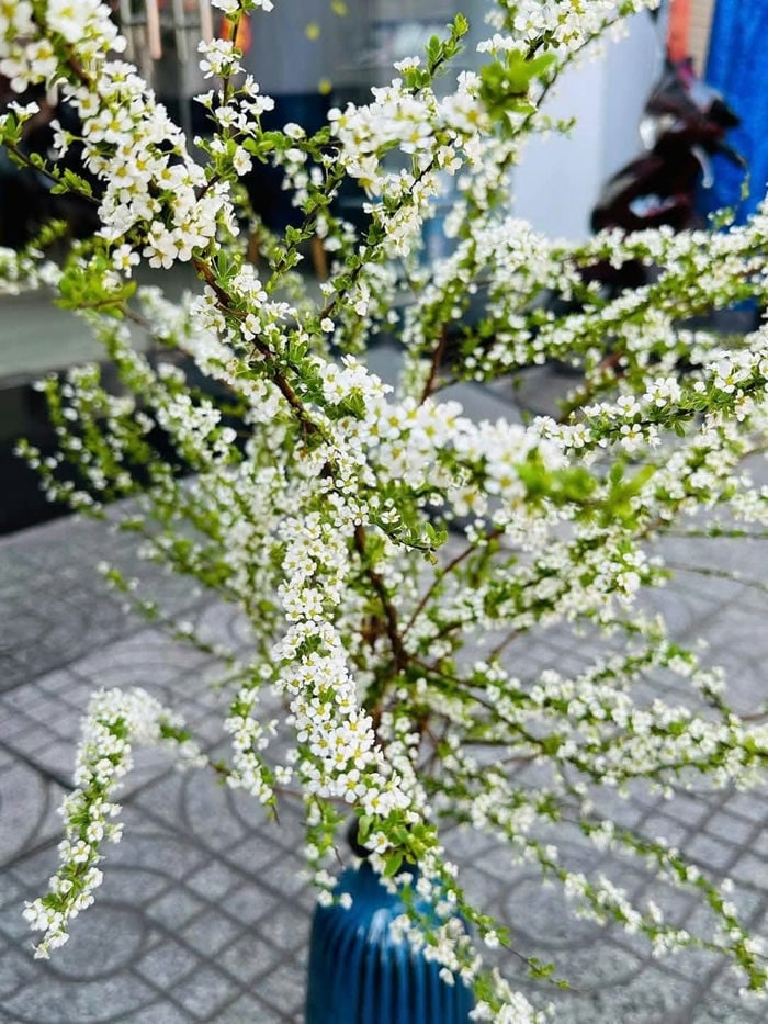 lọ tuyết mai
