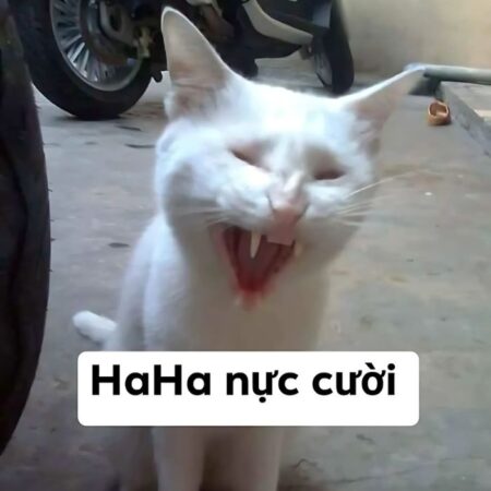 Album 235+ ảnh meme mèo cười cực bẩn bựa, troll BFF