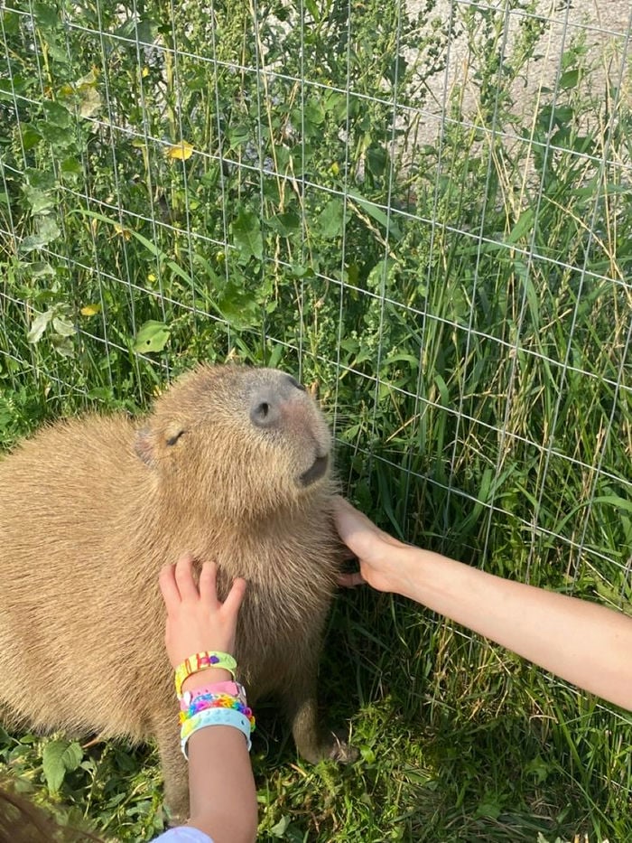 avatar avatar capybara cute