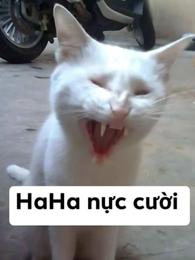 Album 235+ ảnh meme mèo cười cực bẩn bựa, troll BFF