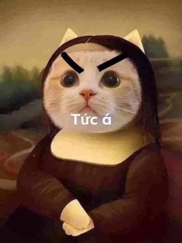 List 156+ ảnh meme mèo cute hài hước cực nhây
