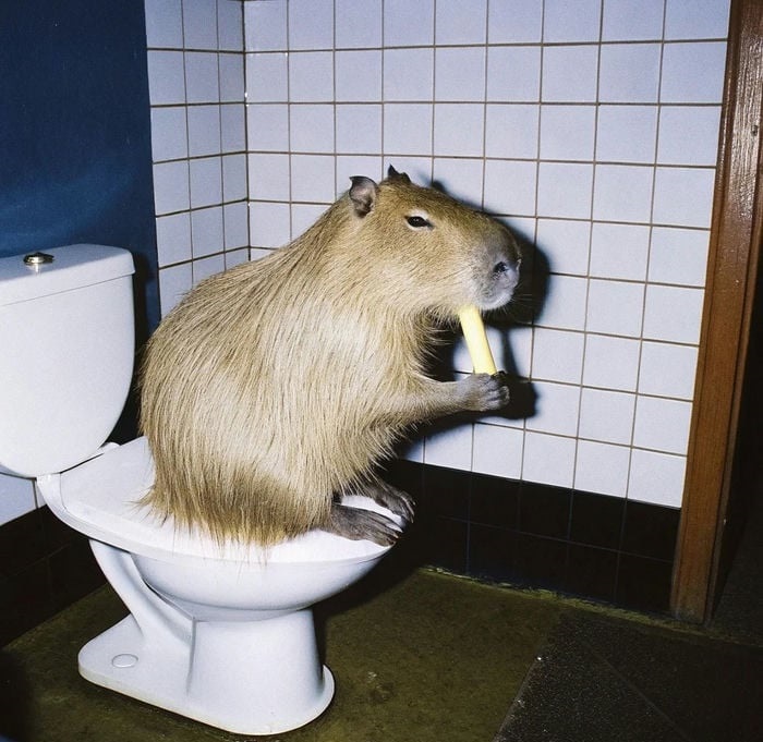 hình ảnh về chú capybara cute