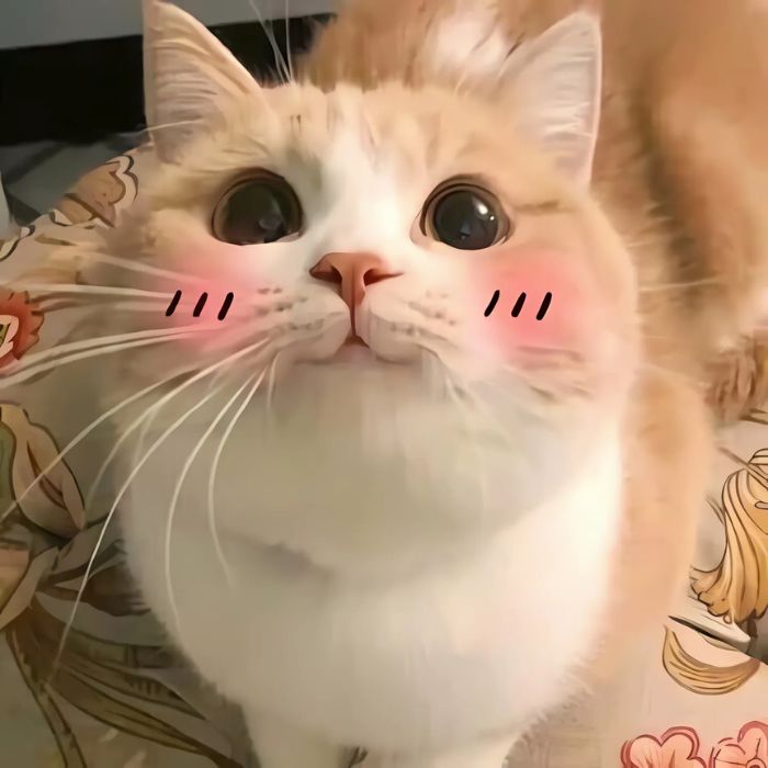 meme mèo cười đáng iu