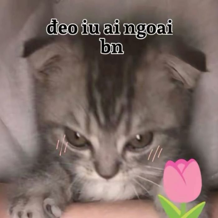 ảnh meme mèo xinh