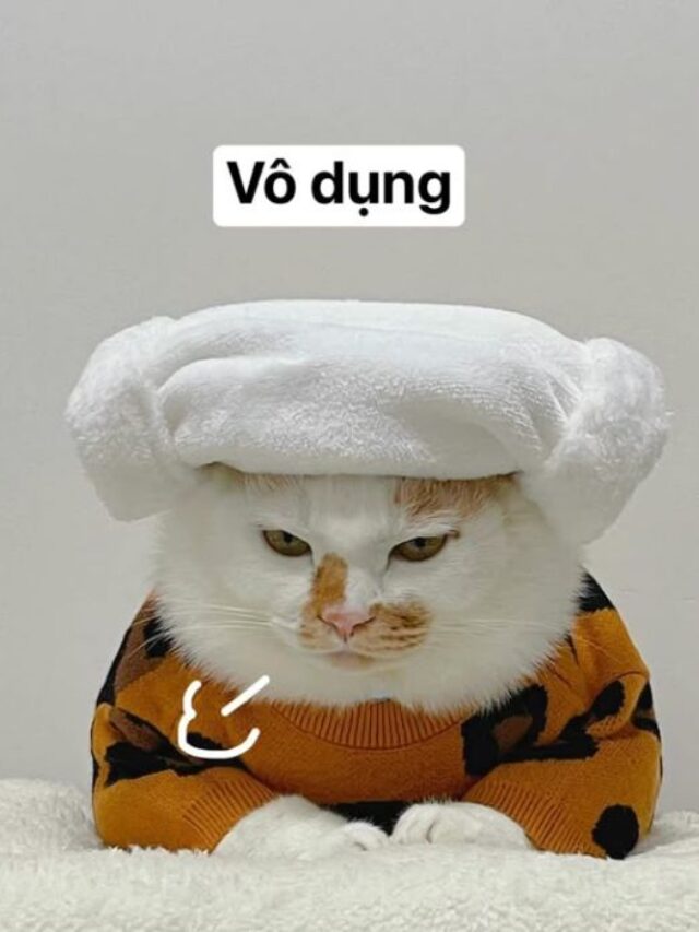 Tuyển tập 166+ meme mèo cực hài, nhiều thể loại viral hiện nay