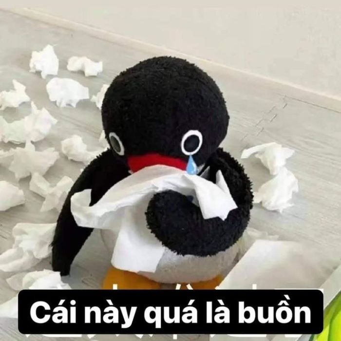 meme khóc gấu bông