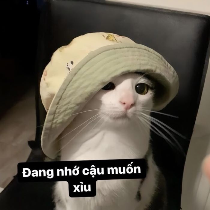 meme mèo cute xỉu
